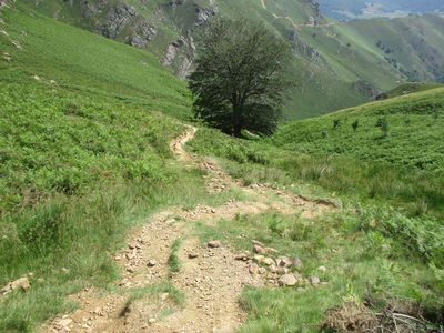 puis c est une descente directe vers l arbre