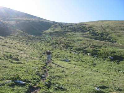 situé au dessus des vaches